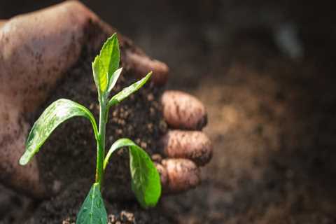 The Impact of Soil Fertility on Plant Growth and How to Improve It