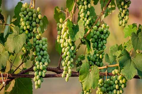 Understanding Grape Farming: Typical Yields and Factors Influencing Production