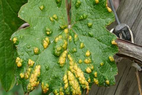 Understanding Common Plant Diseases for Effective Garden Maintenance