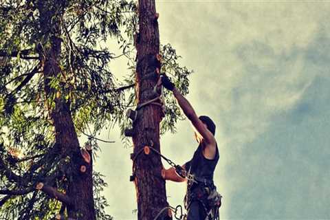 Elevate Urban Forestry with Woodlawn's Expert Tree Services