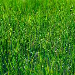 Enhance Your Landscape with Expert Lawn Care in Portland