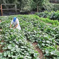 King County Washington Gardening and the Benefits of Reliable Waste Solutions