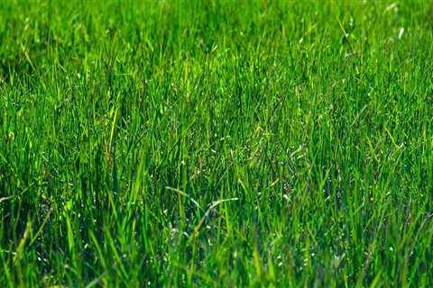 Enhance Your Landscape with Expert Lawn Care in Portland