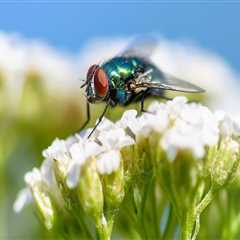 Garden Maintenance and Pest Control in Fayetteville