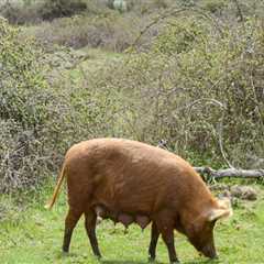 The Environmental Impact of Animal Husbandry: Understanding the Balance