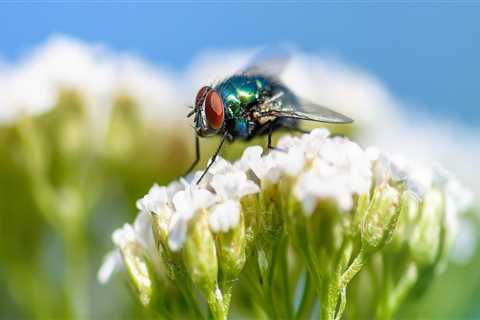 Garden Maintenance and Pest Control in Fayetteville