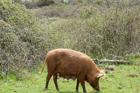 The Environmental Impact of Animal Husbandry: Understanding the Balance