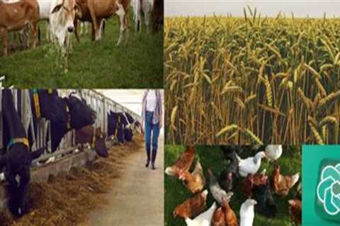 The Role of Animal Husbandry in Sustainable Food Production