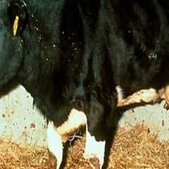 Recognizing Signs of Unhealthy Livestock: A Guide to Ensuring Animal Well-Being