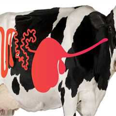 Understanding Digestive Issues in Livestock and Effective Treatment Options