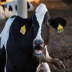 Recognizing Signs of Stress and Discomfort in Livestock for Better Health Management