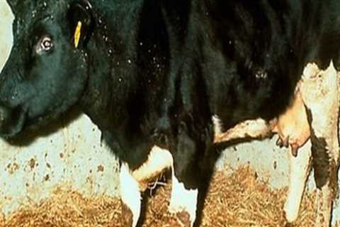 Recognizing Signs of Unhealthy Livestock: A Guide to Ensuring Animal Well-Being