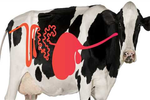 Understanding Digestive Issues in Livestock and Effective Treatment Options