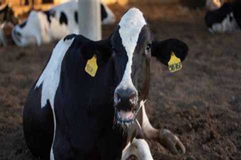 Recognizing Signs of Stress and Discomfort in Livestock for Better Health Management